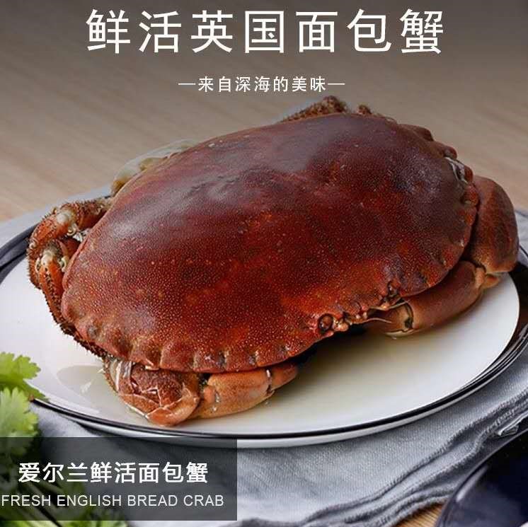 鲜活【面包蟹】新鲜英国满黄面包蟹 (1只) 800-850g